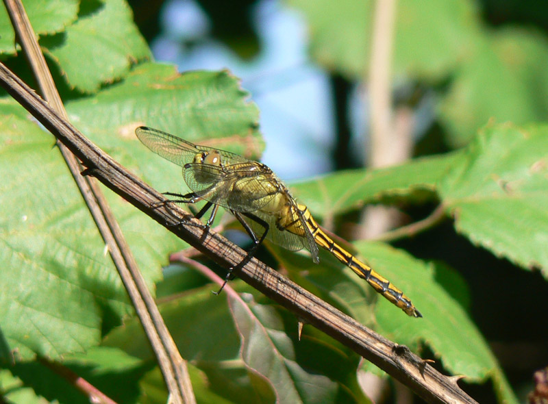 Libellula da identificare 2